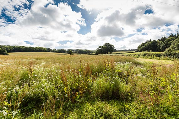 Flying Fish Properties Estate And Letting Agents In Southborough, Tunbridge Wells